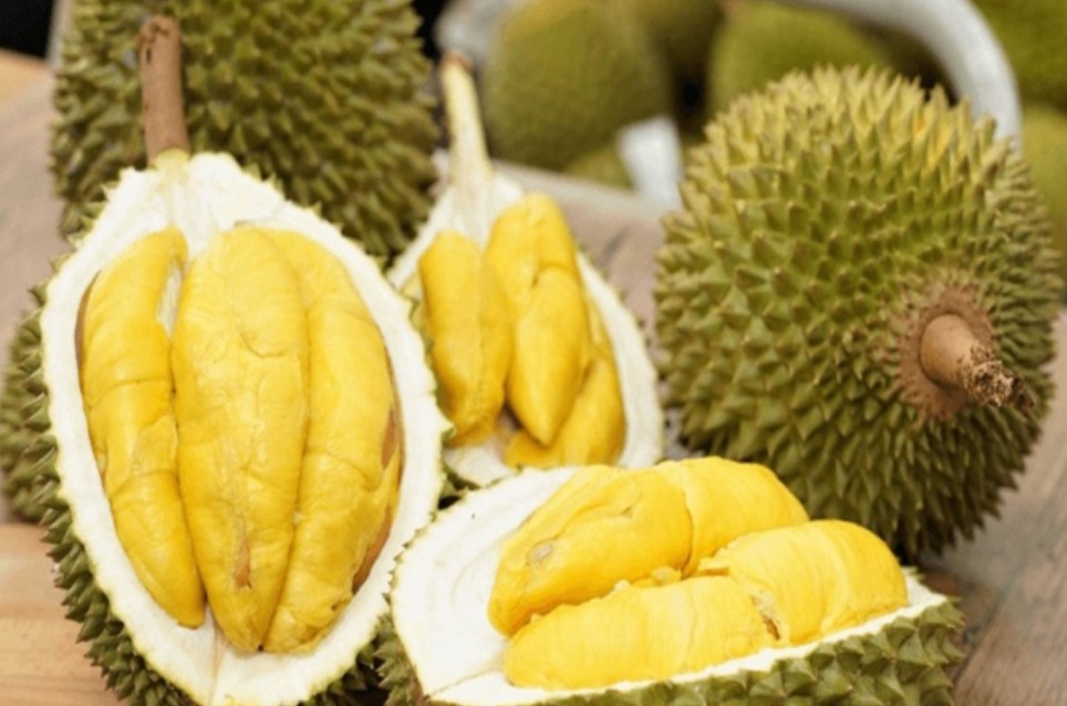 Thu mua sầu riêng