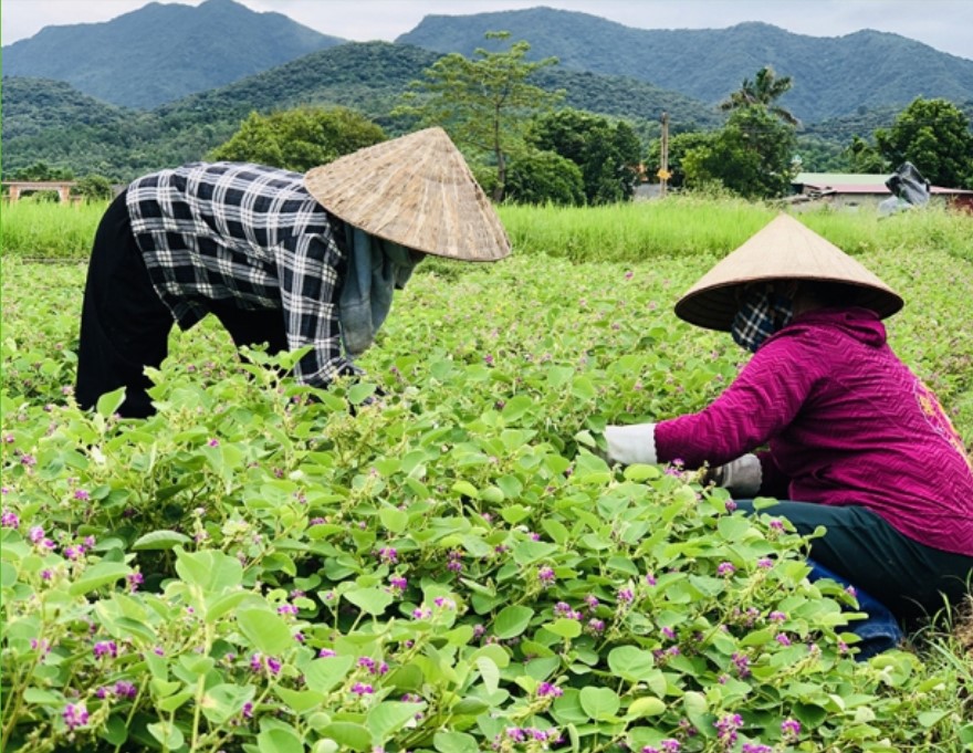 Vườn thảo dược